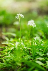 Close up of the delicate white flowers of wild or bear's garlic or ramsons or buckrams or bear leek (Allium ursinum).  Wild edible plant, meadow in forest with nice deep of field (selective focus)
