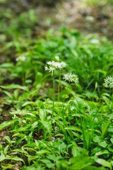 Close up of the delicate white flowers of wild or bear's garlic or ramsons or buckrams or bear leek (Allium ursinum).  Wild edible plant, meadow in forest with nice deep of field (selective focus)