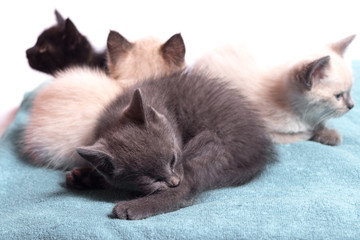 A family of adorable funny little kittens on a white background. Sleepy well-fed kittens are gentle with each other and lazily play.