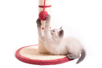 A funny little thai kitten plays with a ball tied to a claw in the form of a column.