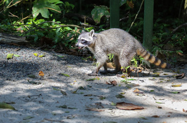 Raccoon (family Procyonidae) along with ring-tails and coatis 