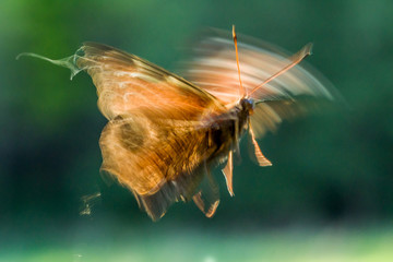 blurred butterfly photo during flight