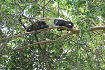 Monkey family sleeping on a branch 