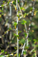 gooseberry shoots on a bush blossomed in spring with green openwork leaves and spikes in dew drops