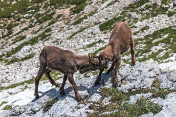 Bouquetins jouant corne contre corne , Massif du Vercors , en été , dans les Alpes