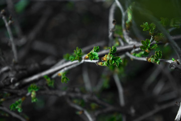gooseberry shoots on a bush blossomed in spring with green openwork leaves and spikes in dew drops