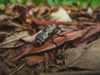 Insect walking on the forest floor