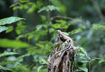 Lizard on top of a branch