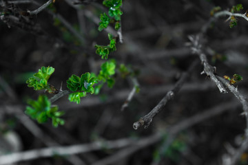 gooseberry shoots on a bush blossomed in spring with green openwork leaves and spikes in dew drops