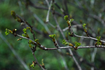 gooseberry shoots on a bush blossomed in spring with green openwork leaves and spikes in dew drops