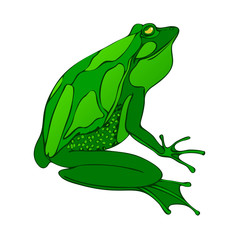 Bright green big frog drawing vector. isolated on white.