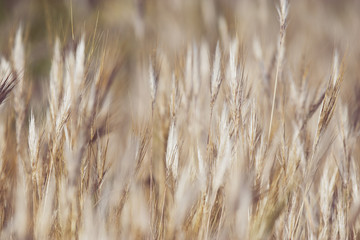 Fototapeta premium Golden ears of wheat on a background. grain nature background