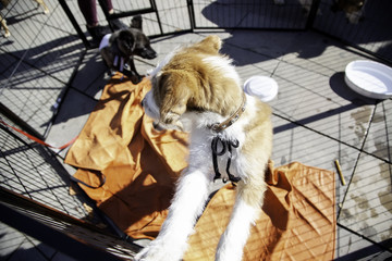 Dog locked in cage