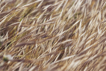Fototapeta premium Golden ears of wheat on a background. grain nature background