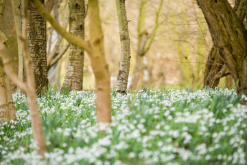 snowdrops in the woods in the afternoon in England