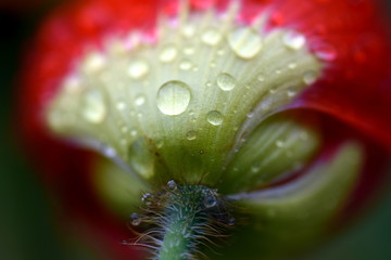 Mohnblume im Regen