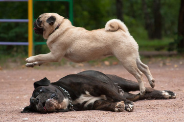 Circus number of trained dogs pug and boxer