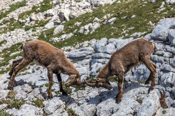 Bouquetins jouant corne contre corne , Massif du Vercors , en été , dans les Alpes