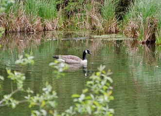Erpel schwimmt auf dem See
