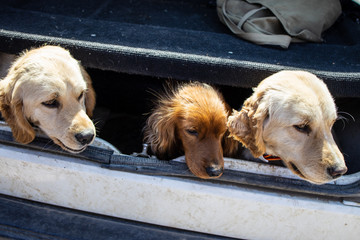 Dogs cocker spaniel in car. Search for truffle mushrooms