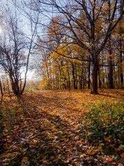 Obraz premium słońce zagląda do jesiennego lasu
