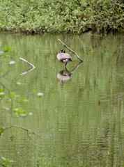 Gans sitzt mitten im See und spiegelt sich
