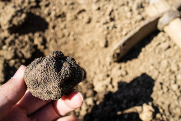 Pick and found mushrooms black truffles in the forest. Man showing a black truffle 