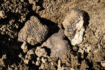 Pick and found mushrooms black truffles in the forest