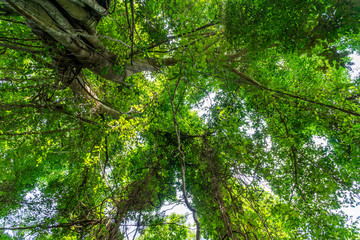 Fototapeta premium Looking up green forest. tropical forest with vivid green rich and lush foliage . bottom view background. sunstars across the branches 