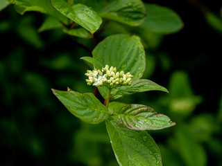 NEW BLOOMS IN THE HEDGEROW 