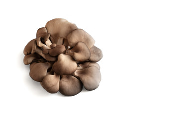 oyster mushrooms on white background
