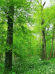 Fototapeta na wymiar Auenwald in Leipzig looks like a green jungle