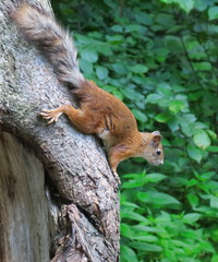 squirrel on a tree