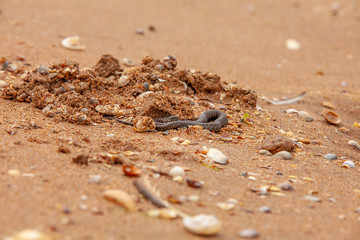 The water snake (Natrix tessellata) is hiding in the sand on the shore