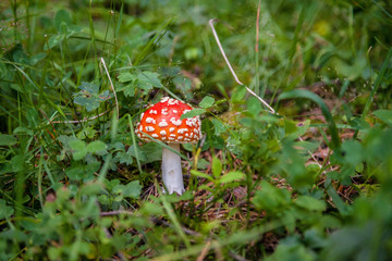 Red fly agaric (Amanita muscaria) on the background of the forest. Red amanita mushroom in the...