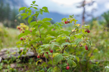 Bushes of wild raspberries with berries on a background of mountains and forest in the evening