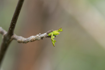 Ash Leaves Sprouting in Springtime