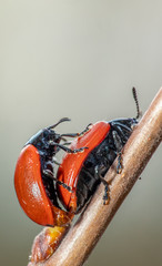 dwa chrząszcze  © Marcin