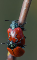 dwa chrząszcze  © Marcin