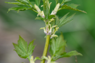 Boxelder Maple Leaves Sprouting in Springtime