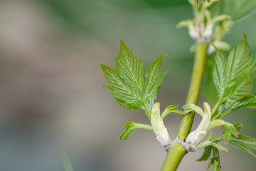 Boxelder Maple Leaves Sprouting in Springtime