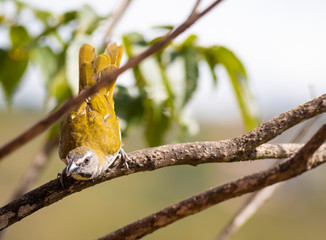 Saltator Similis, Green-winged Saltator,  Trinca-ferro