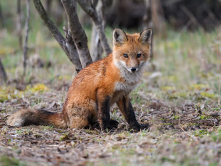 American Red Fox Kit Sitting on the Ground, Portrait