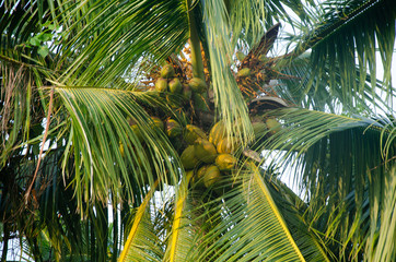palm and coconut