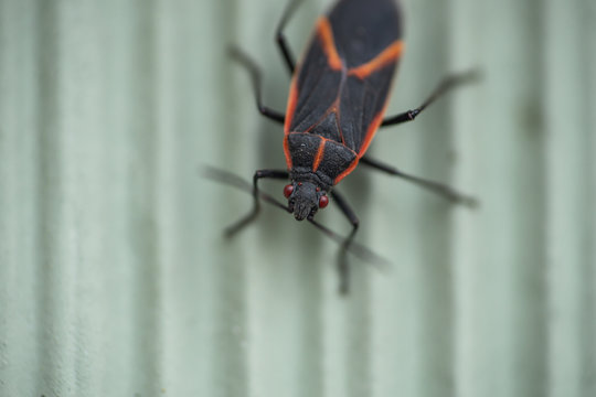 Eastern Boxelder Bug in Springtime