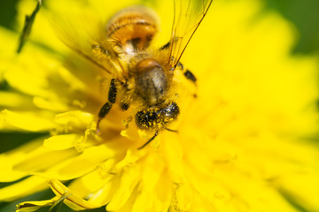 Honeybee on Dandelion Flower in Springtime