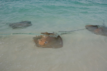 stingray in the ocean