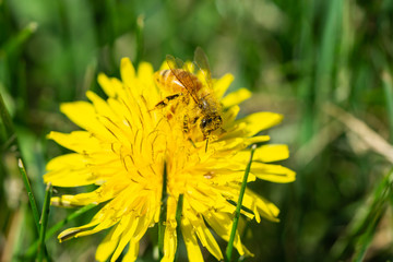 Honeybee on Dandelion Flower in Springtime