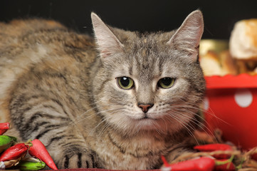 tabby cat on a table