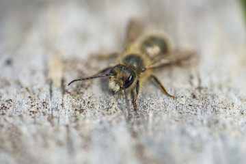 Mason Bee on Wood in Springtime